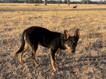 WKC registered started kelpie pup
