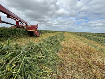140tn A2 Wheaten Hay 640kg 8x4x3 Bales