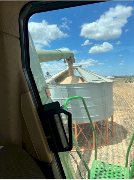 30mt Narrow Leaf Lupins (Bateman)
