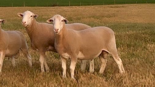 2019 White Suffolk Rams