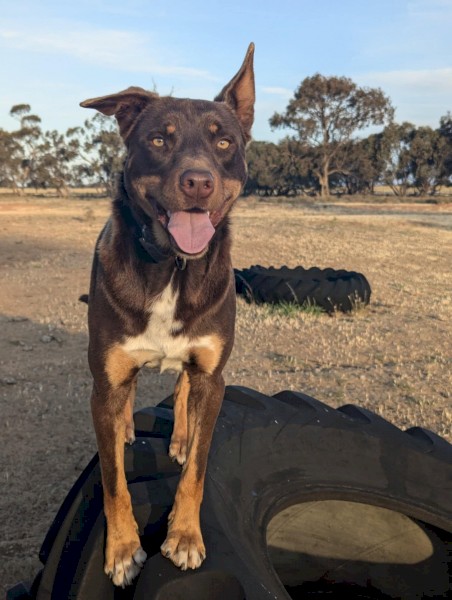 kelpie 