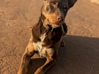 kelpie 