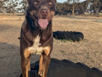 kelpie 