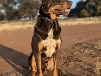 kelpie 