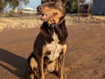 kelpie 