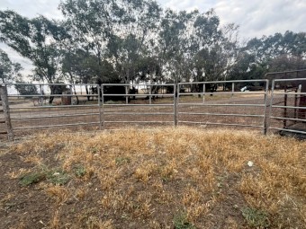 Steel Cattle Yards & Gates