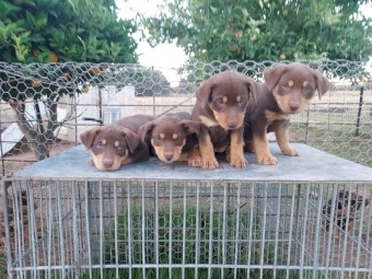 Kelpie pups purebred