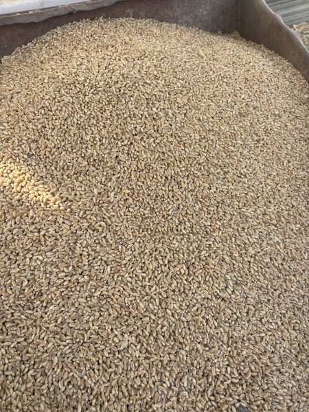late variety hard wheat seed