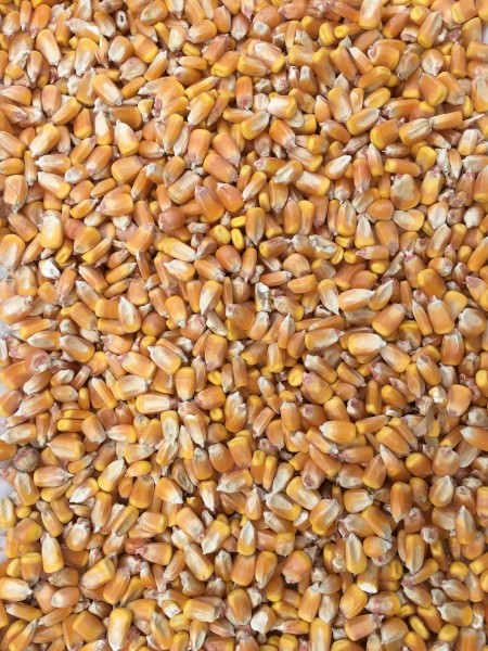 Feed Corn