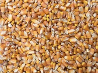 Feed Corn