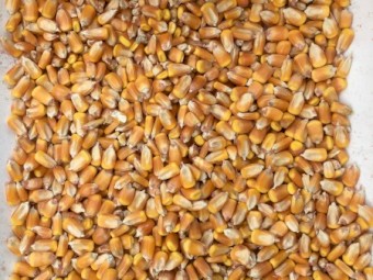 Feed Corn