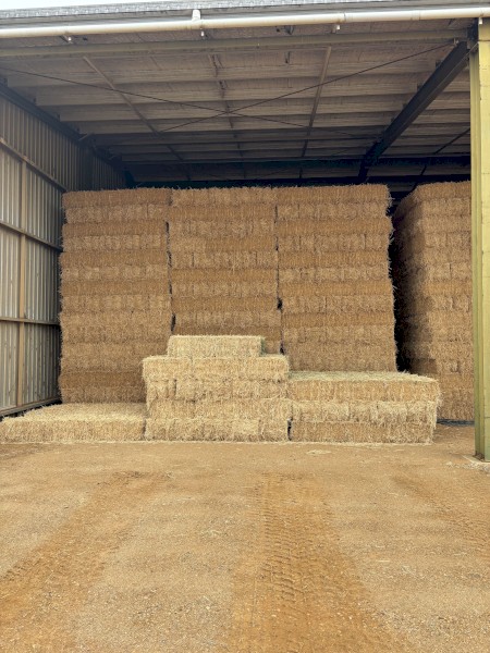 Lucerne Hay 1st cut small bales