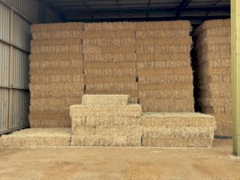 Lucerne Hay 1st cut small bales