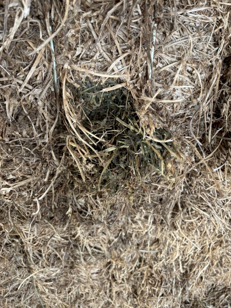 Vetch Hay shedded 2021 season