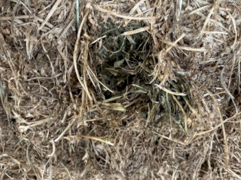 Vetch Hay shedded 2021 season