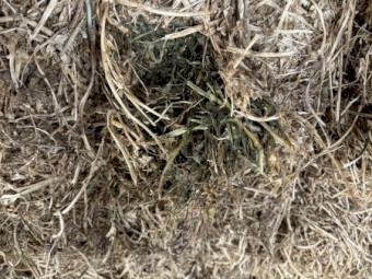 Vetch Hay shedded 2021 season