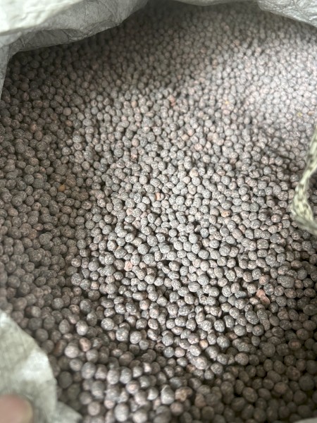 3mt Vetch Seed