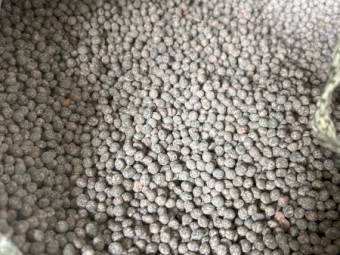 3mt Vetch Seed