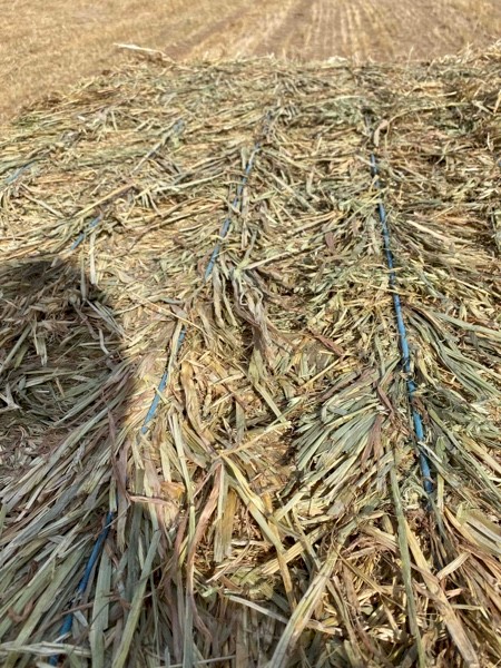 Oaten Hay