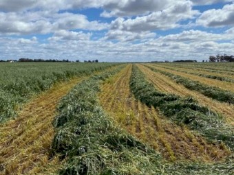 Oaten Hay