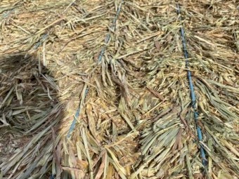 Oaten Hay