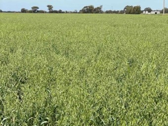 Oaten Hay