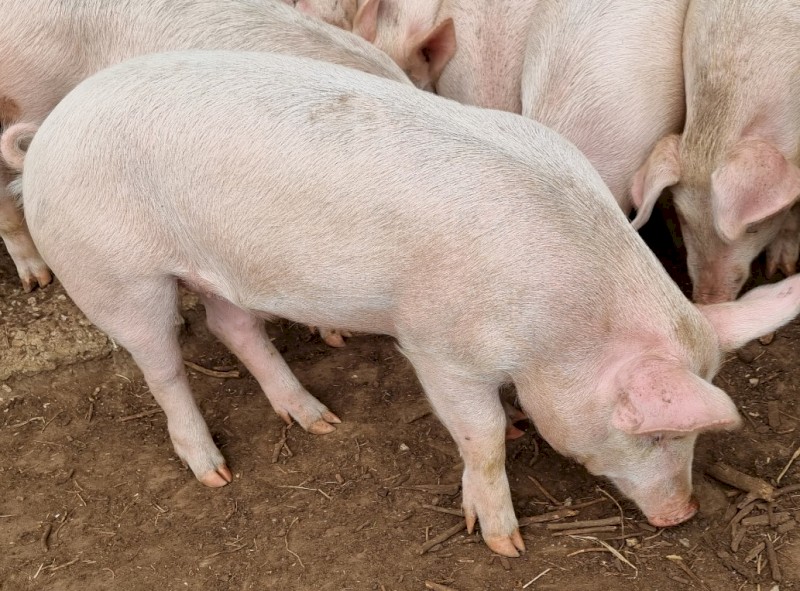 Spit pigs