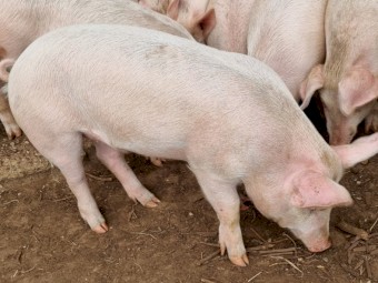 Spit pigs