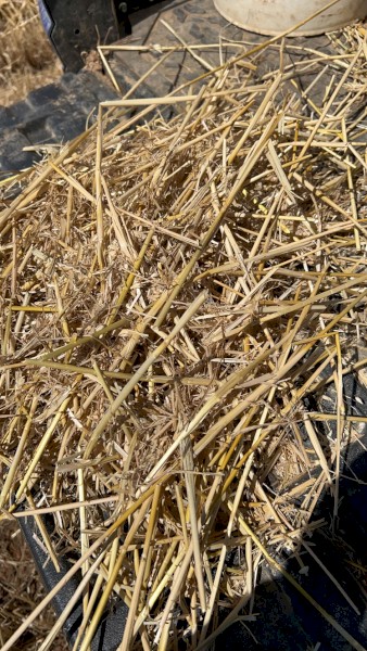 200mt Wheaten Straw 500kg+ 8x4x3 Bales