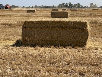 200mt Wheaten Straw 500kg+ 8x4x3 Bales