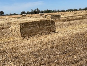200mt Wheaten Straw 500kg+ 8x4x3 Bales