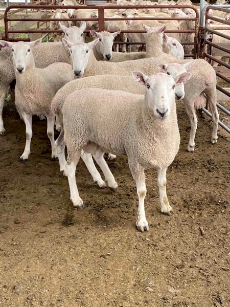 Border Leicester Rams 