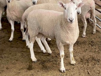 Border Leicester Rams 