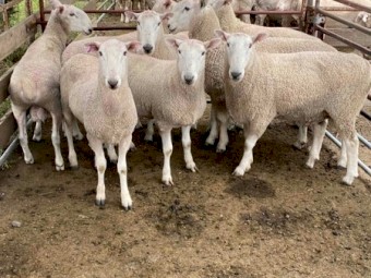 Border Leicester Rams 