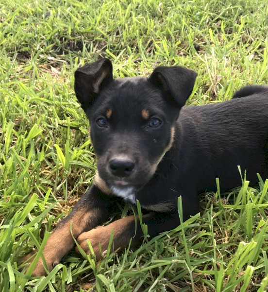 Purebred Kelpie Pups 