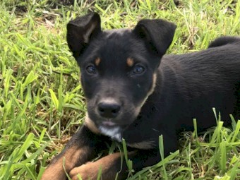 Purebred Kelpie Pups 
