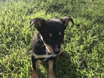 Purebred Kelpie Pups 