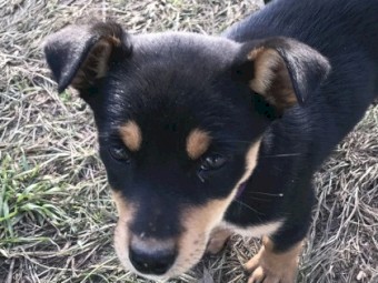 Purebred Kelpie Pups 