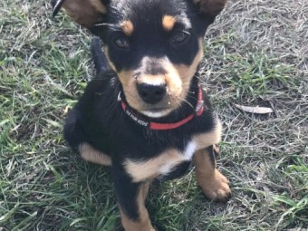 Purebred Kelpie Pups 