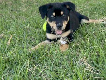 Male Kelpie Pup