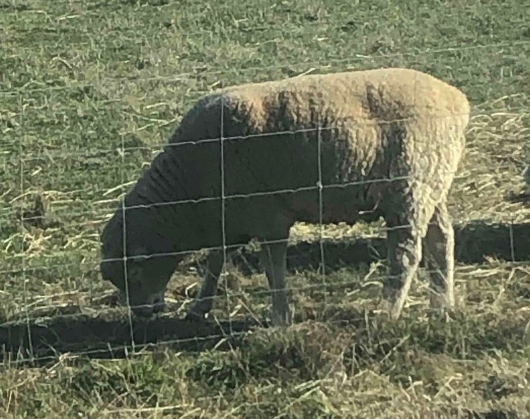 Dorset Rams