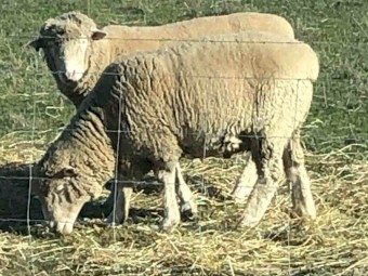 Dorset Rams
