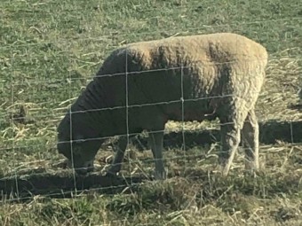 Dorset Rams