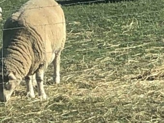 Dorset Rams