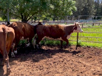 PTIC hereford cows