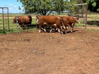 PTIC hereford cows