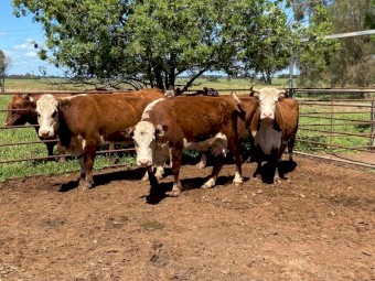 PTIC hereford cows