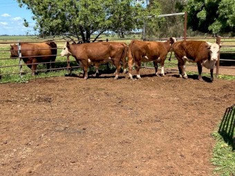 PTIC hereford cows