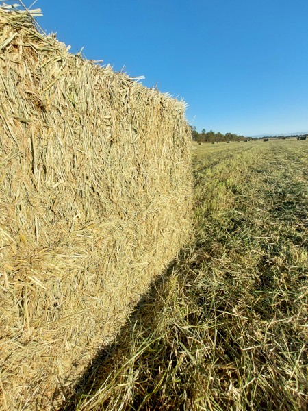300 x Rohdes Grass Hay 500kg 8x4x3