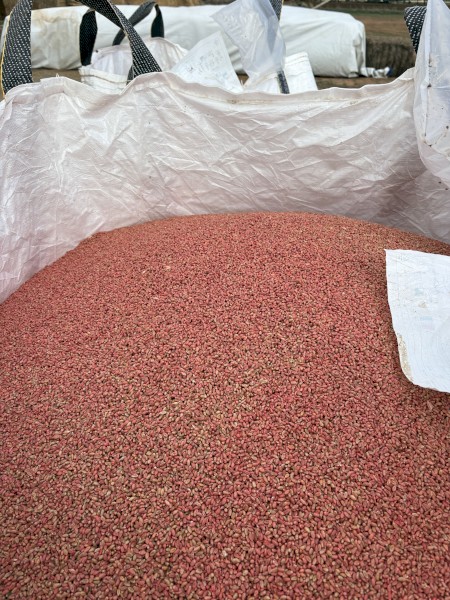 Beaufort Wheat Seed